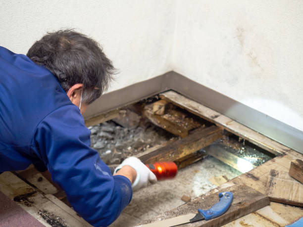 Best Office Mold Removal Services  in Harrington, DE