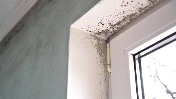 Best Toxic Mold Removal  in Harrington, DE