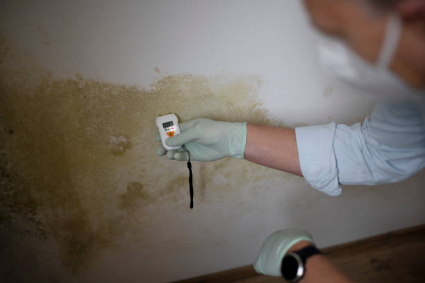 Best Mold Remediation Services  in Harrington, DE