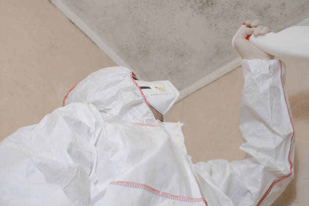 Best Local Mold Removal Service  in Harrington, DE