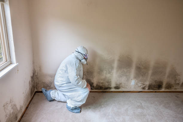 Best Home Mold Removal  in Harrington, DE