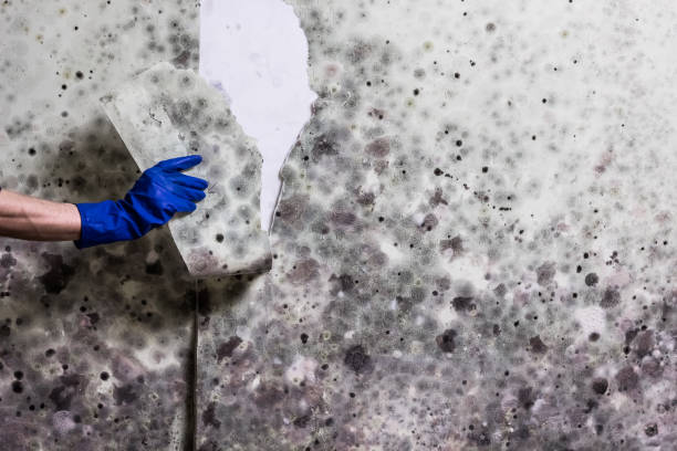 Trusted Harrington, DE Mold Removal Experts